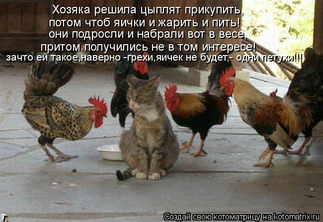 Котоматрица: зачто ей такое,наверно -грехи,яичек не будет,- одни петухи!!! Хозяка решила цыплят прикупить, они подросли и набрали вот в весе, потом чтоб яич
