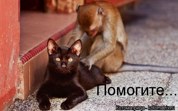 Помогите...... Котоматрица: Помогите...