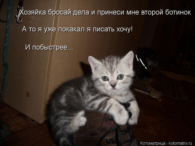 Хозяйка бросай дела и принеси мне второй ботинок А то я уже покакал я писать хочу! И побыстрее...... Котоматрица: Хозяйка бросай дела и принеси мне второй ботинок А то я уже покакал я писать хочу! И побыстрее...