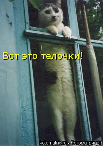 Вот это телочки!... Котоматрица: Вот это телочки!