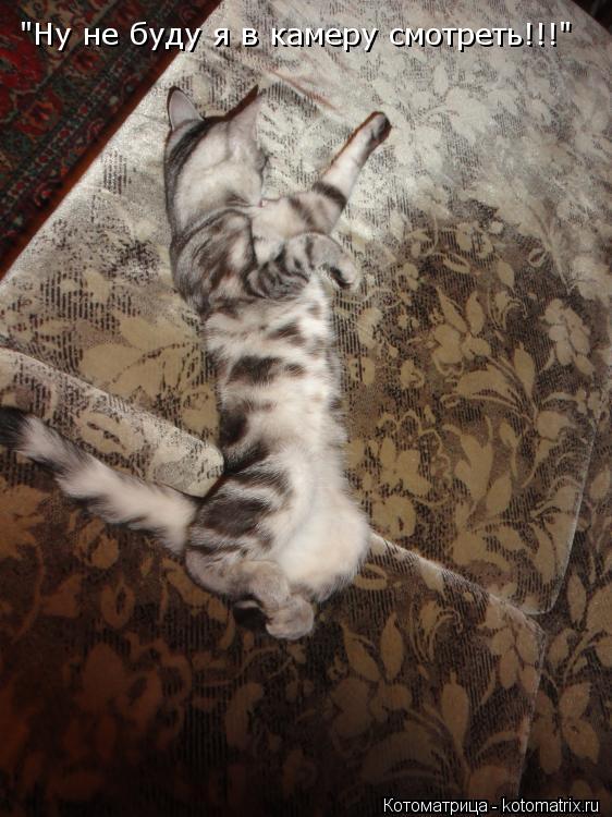 "Ну не буду я в камеру смотреть!!!"... Котоматрица: "Ну не буду я в камеру смотреть!!!"