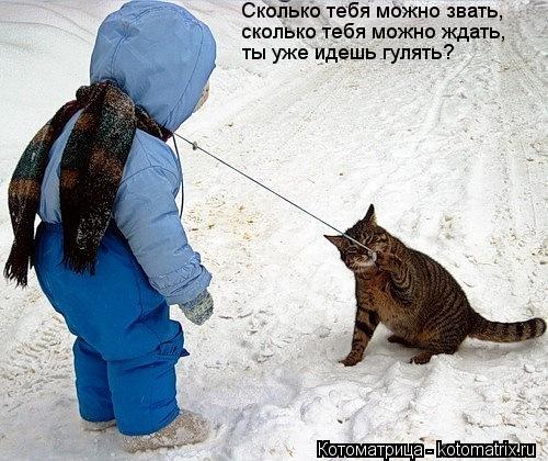 Сколько тебя можно звать, сколько тебя можно ждать, ты уже идешь гулять?... Котоматрица: Сколько тебя можно звать, сколько тебя можно ждать, ты уже идешь гулять?