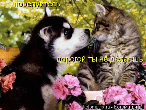 поцелуйтесь дорогой ты чё делаешь... Котоматрица: поцелуйтесь дорогой ты чё делаешь