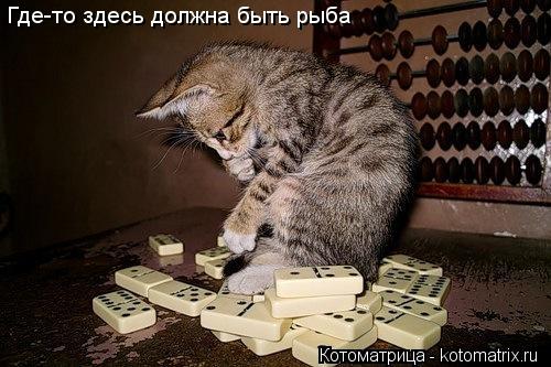 Где-то здесь должна быть рыба... Котоматрица: Где-то здесь должна быть рыба