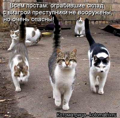 Всем постам: ограбившие склад с виагрой преступники не вооружены, но очень опасны!... Котоматрица: Всем постам: ограбившие склад с виагрой преступники не вооружены, но очень опасны!