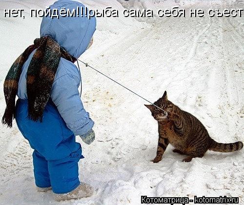 нет, пойдём!!!рыба сама себя не съест!!!!... Котоматрица: нет, пойдём!!!рыба сама себя не съест!!!!