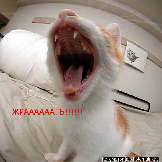 ЖРААААААТЬ!!!!!!... Котоматрица: ЖРААААААТЬ!!!!!!