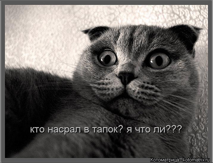 кто насрал в тапок? я что ли???... Котоматрица: кто насрал в тапок? я что ли???