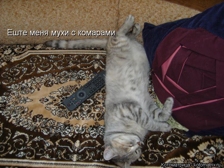 Еште меня мухи с комарами... Котоматрица: Еште меня мухи с комарами