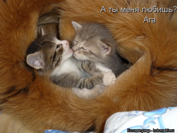 А ты меня любишь? Ага... Котоматрица: А ты меня любишь? Ага