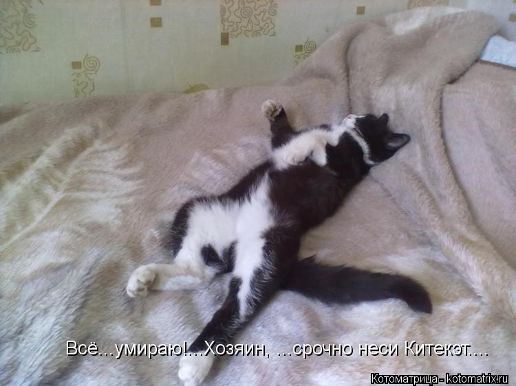 Всё...умираю!...Хозяин, ...срочно неси Китекэт....... Котоматрица: Всё...умираю!...Хозяин, ...срочно неси Китекэт....