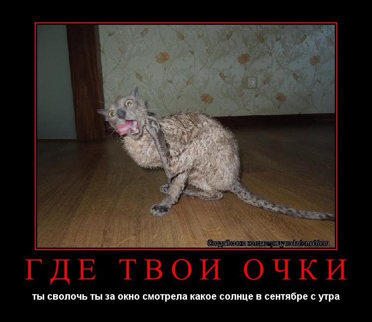 Котоматрица: где твои очки ты сволочь ты за окно смотрела какое солнце в сентябре с утра