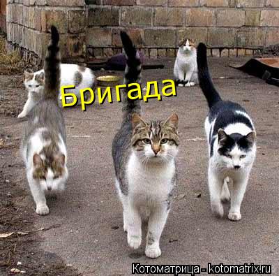 Бригада... Котоматрица: Бригада