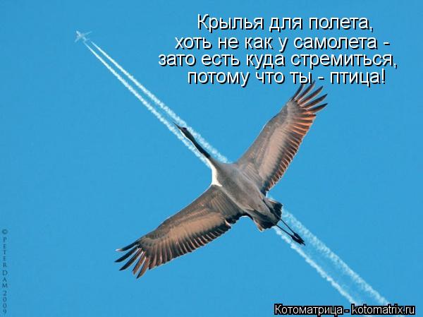 Крылья для полета, хоть не как у самолета - зато есть куда стремиться, потому что ты - птица!... Котоматрица: Крылья для полета, хоть не как у самолета - зато есть куда стремиться, потому что ты - птица!