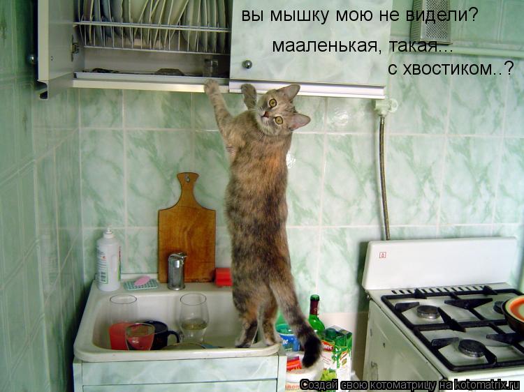 вы мышку мою не видели? мааленькая, такая... с хвостиком..?... Котоматрица: вы мышку мою не видели? мааленькая, такая... с хвостиком..?