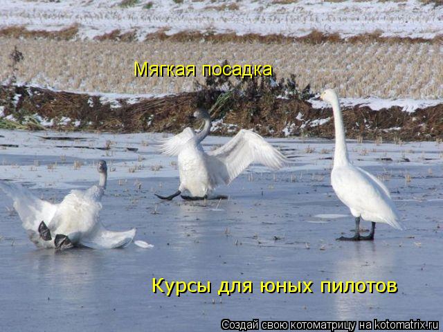 Курсы для юных пилотов Мягкая посадка... Котоматрица: Курсы для юных пилотов Мягкая посадка
