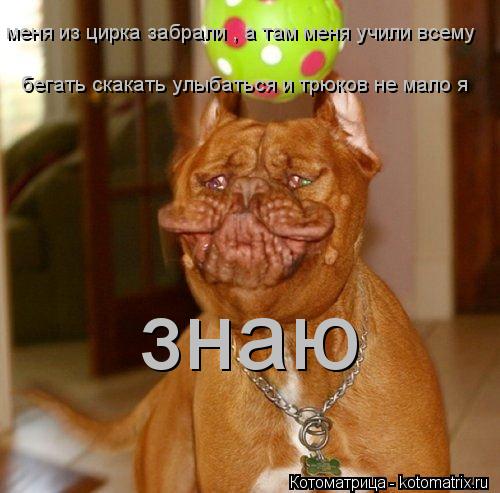 меня из цирка забрали , а там меня учили всему бегать скакать улыбаться и трюков не мало я знаю... Котоматрица: меня из цирка забрали , а там меня учили всему бегать скакать улыбаться и трюков не мало я знаю