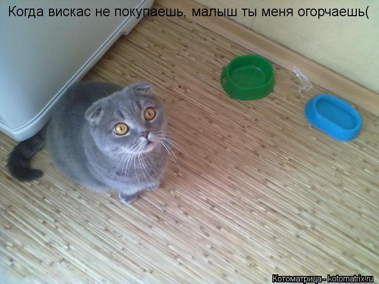 Когда вискас не покупаешь, малыш ты меня огорчаешь(... Котоматрица: Когда вискас не покупаешь, малыш ты меня огорчаешь(