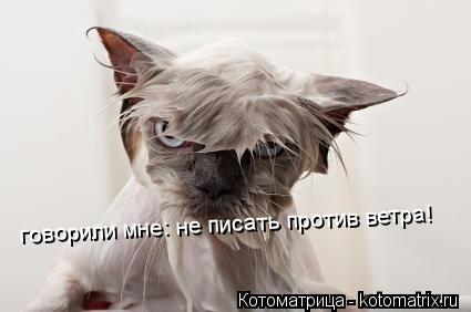 говорили мне: не писать против ветра!... Котоматрица: говорили мне: не писать против ветра!