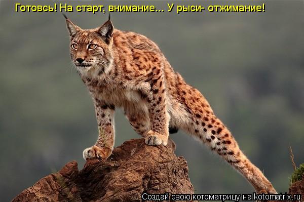 Готовсь! На старт, внимание... У рыси- отжимание!... Котоматрица: Готовсь! На старт, внимание... У рыси- отжимание!