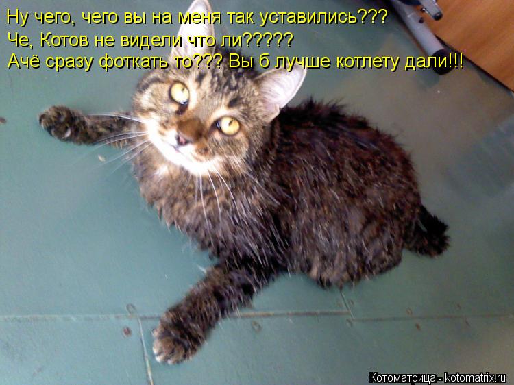 Ну чего, чего вы на меня так уставились??? Че, Котов не видели что ли????? Ачё сразу фоткать то??? Вы... Котоматрица: Ну чего, чего вы на меня так уставились??? Че, Котов не видели что ли????? Ачё сразу фоткать то??? Вы б лучше котлету дали!!!