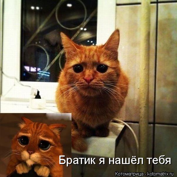 Братик я нашёл тебя... Котоматрица: Братик я нашёл тебя