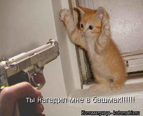 ты нагадил мне в башмак!!!!!!... Котоматрица: ты нагадил мне в башмак!!!!!!