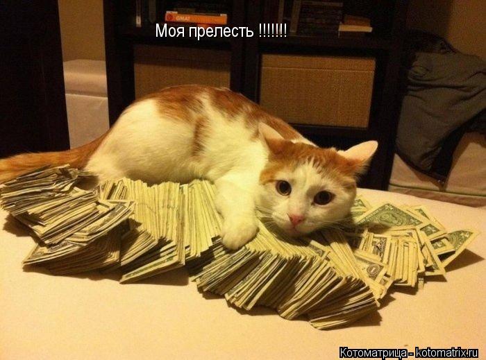 Моя прелесть !!!!!!!... Котоматрица: Моя прелесть !!!!!!!