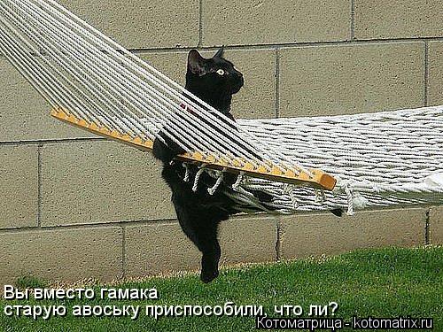Вы вместо гамака старую авоську приспособили, что ли?... Котоматрица: Вы вместо гамака старую авоську приспособили, что ли?