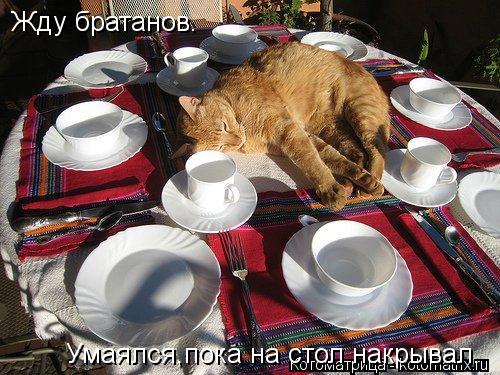 Жду братанов. Умаялся,пока на стол накрывал.... Котоматрица: Жду братанов. Умаялся,пока на стол накрывал.