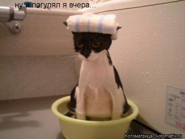 ну и погулял я вчера...... Котоматрица: ну и погулял я вчера...