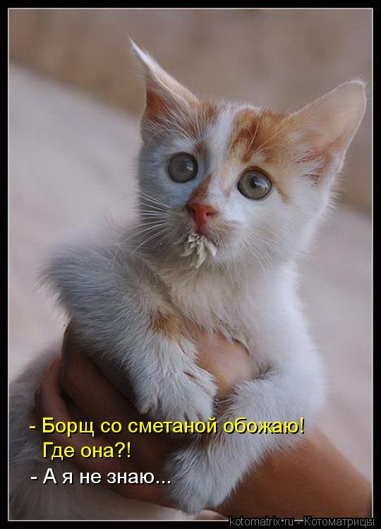 - Борщ со сметаной обожаю! Где она?! - А я не знаю...... Котоматрица: - Борщ со сметаной обожаю! Где она?! - А я не знаю...