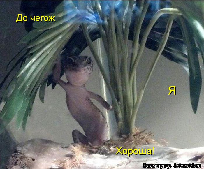 Котоматрица: До чегож Я Хороша!