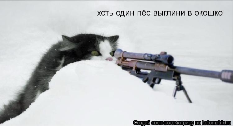 Котоматрица: хоть один пёс выглини в окошко