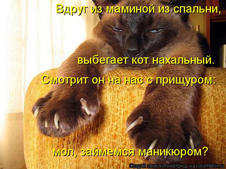 Котоматрица: Вдруг из маминой из спальни,  выбегает кот нахальный. Смотрит он на нас с прищуром: мол, займемся маникюром?