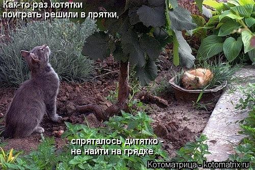 Котоматрица: Как-то раз котятки поиграть решили в прятки, спряталось дитятко - не найти на грядке