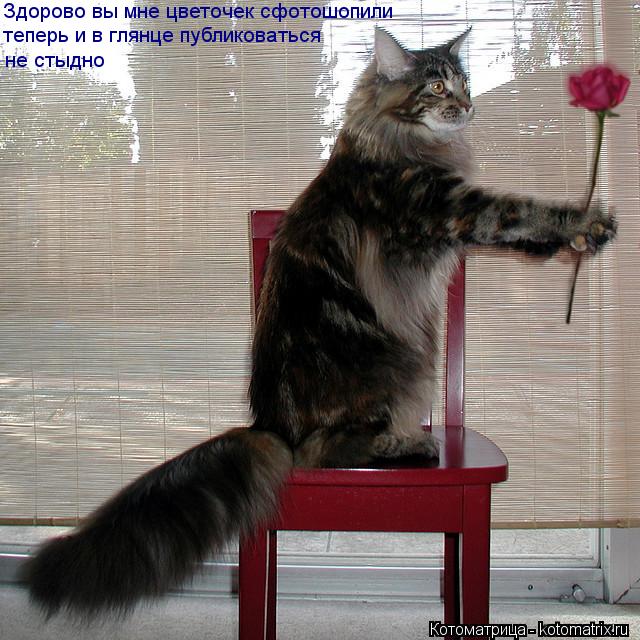 Котоматрица: Здорово вы мне цветочек сфотошопили теперь и в глянце публиковаться не стыдно