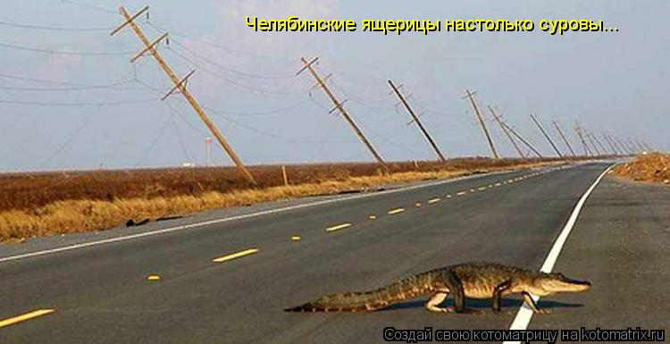 Челябинские ящерицы настолько суровы...... Котоматрица: Челябинские ящерицы настолько суровы...