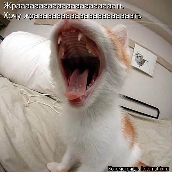 Жраааааааааааааааааааааать Хочу жраааааааааааааааааааааать... Котоматрица: Жраааааааааааааааааааааать Хочу жраааааааааааааааааааааать