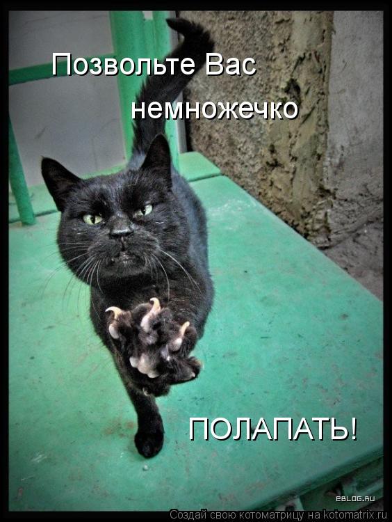 Позвольте Вас немножечко ПОЛАПАТЬ!... Котоматрица: Позвольте Вас немножечко ПОЛАПАТЬ!