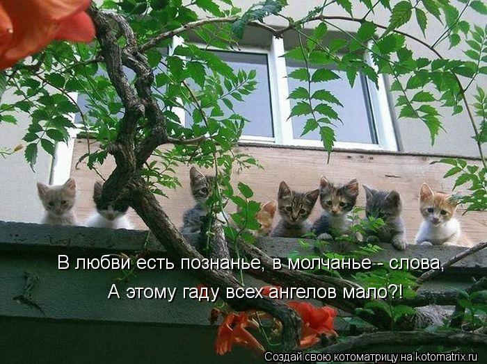 В любви есть познанье, в молчанье - слова, А этому гаду всех ангелов мало?!... Котоматрица: В любви есть познанье, в молчанье - слова, А этому гаду всех ангелов мало?!
