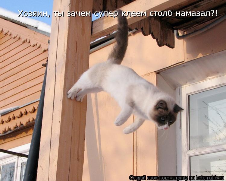 Хозяин, ты зачем супер клеем столб намазал?!... Котоматрица: Хозяин, ты зачем супер клеем столб намазал?!