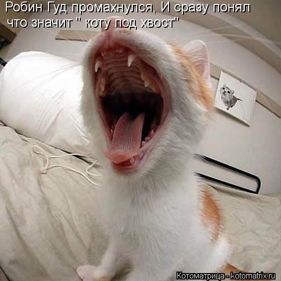 Робин Гуд промахнулся, И сразу понял что значит " коту под хвост"... Котоматрица: Робин Гуд промахнулся, И сразу понял что значит " коту под хвост"