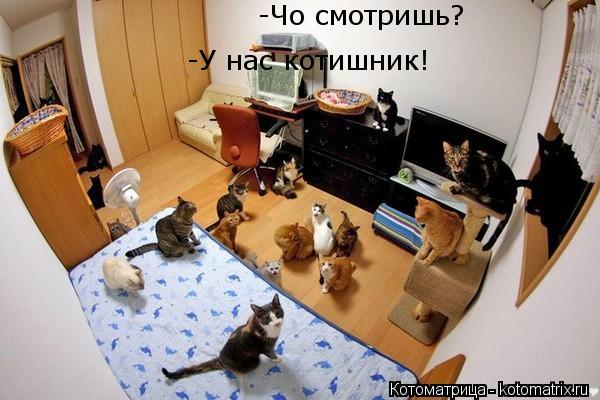 -Чо смотришь? -У нас котишник!... Котоматрица: -Чо смотришь? -У нас котишник!