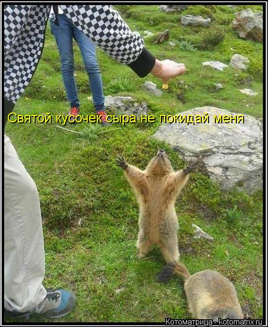 Святой кусочек сыра не покидай меня... Котоматрица: Святой кусочек сыра не покидай меня