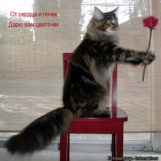 От сердца и почек От сердца и почек Дарю вам цветочек... Котоматрица: От сердца и почек От сердца и почек Дарю вам цветочек