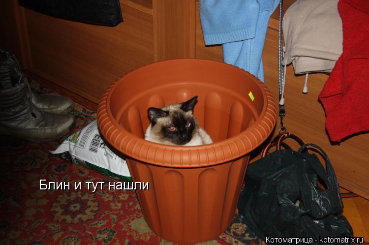 Блин и тут нашли... Котоматрица: Блин и тут нашли