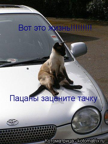 Вот это жизнь!!!!!!!!! Пацаны зацените тачку... Котоматрица: Вот это жизнь!!!!!!!!! Пацаны зацените тачку