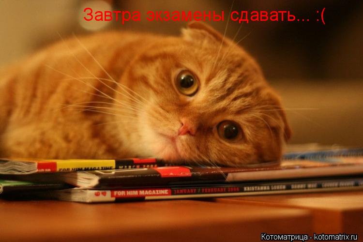 Завтра экзамены сдавать... :(... Котоматрица: Завтра экзамены сдавать... :(