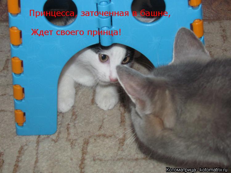 Принцесса, заточенная в башне, Принцесса, заточенная в башне, Ждет своего принца!... Котоматрица: Принцесса, заточенная в башне, Принцесса, заточенная в башне, Ждет своего принца!